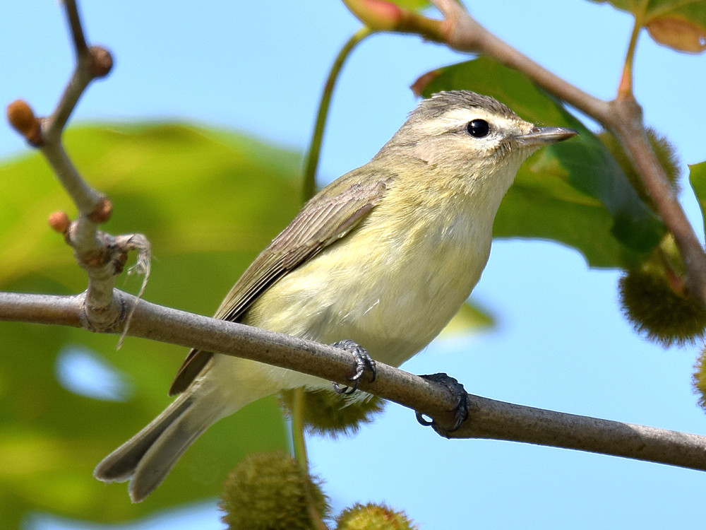 BellsVireo.jpg