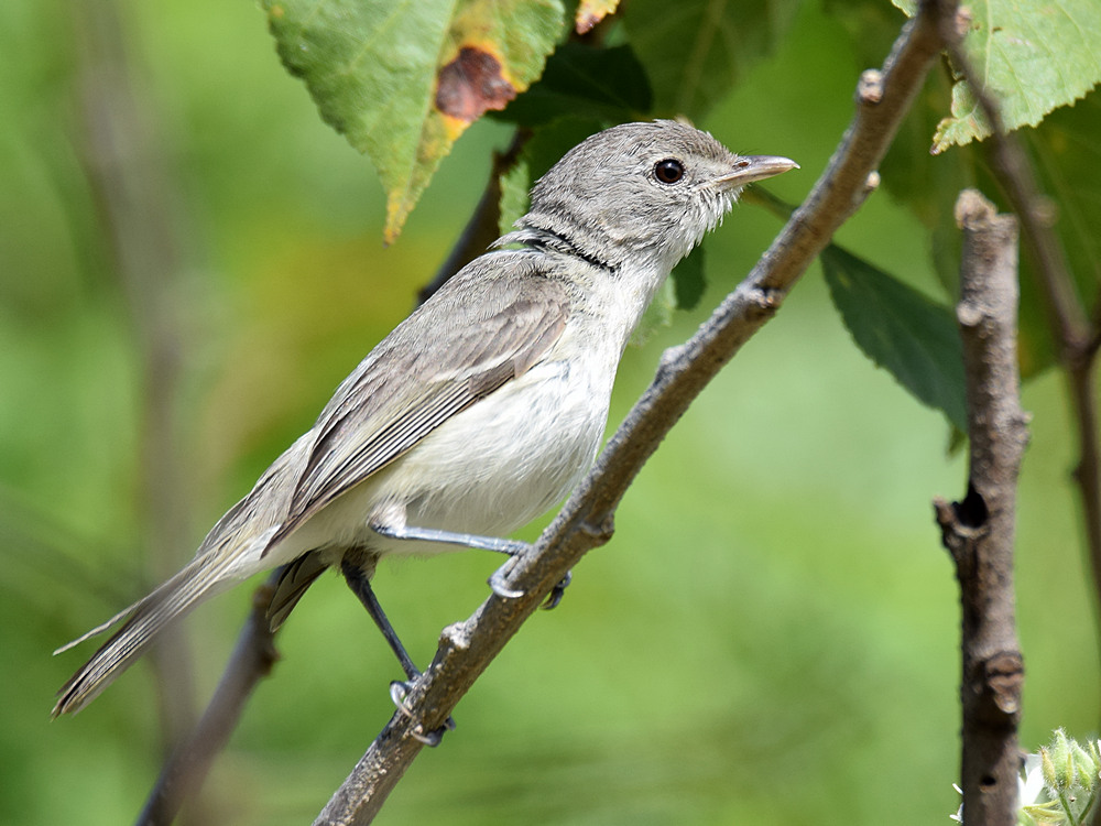 BellsVireo.jpg