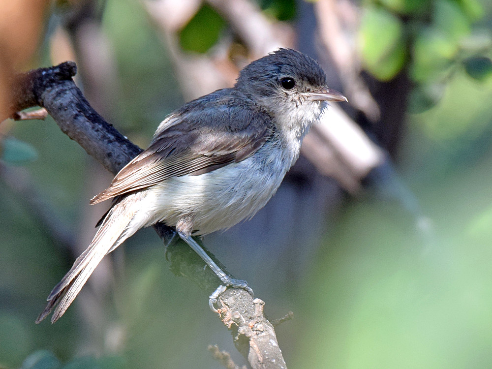 BellsVireo.jpg