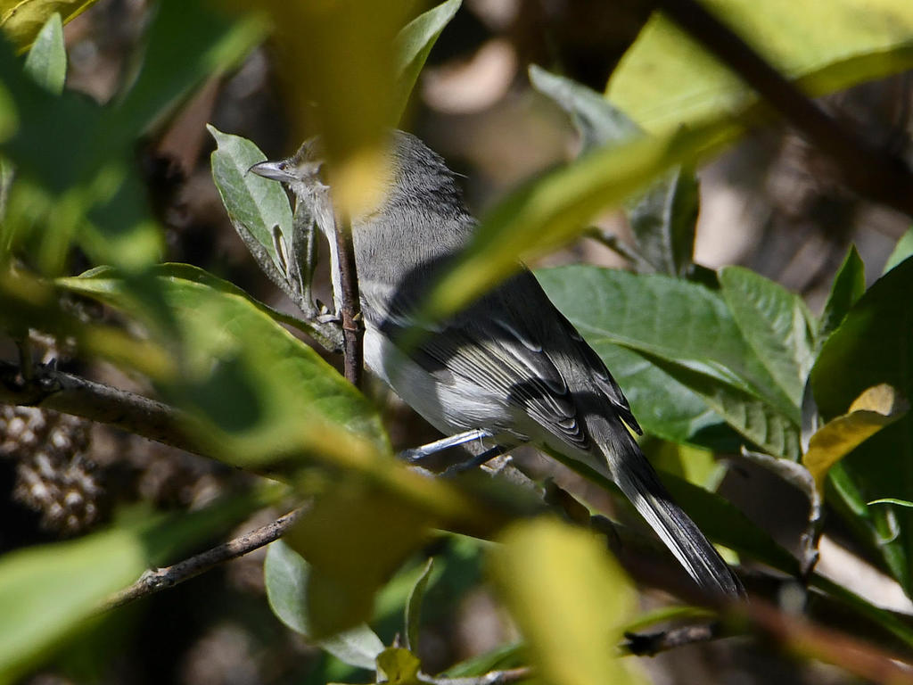 BellsVireo.jpg