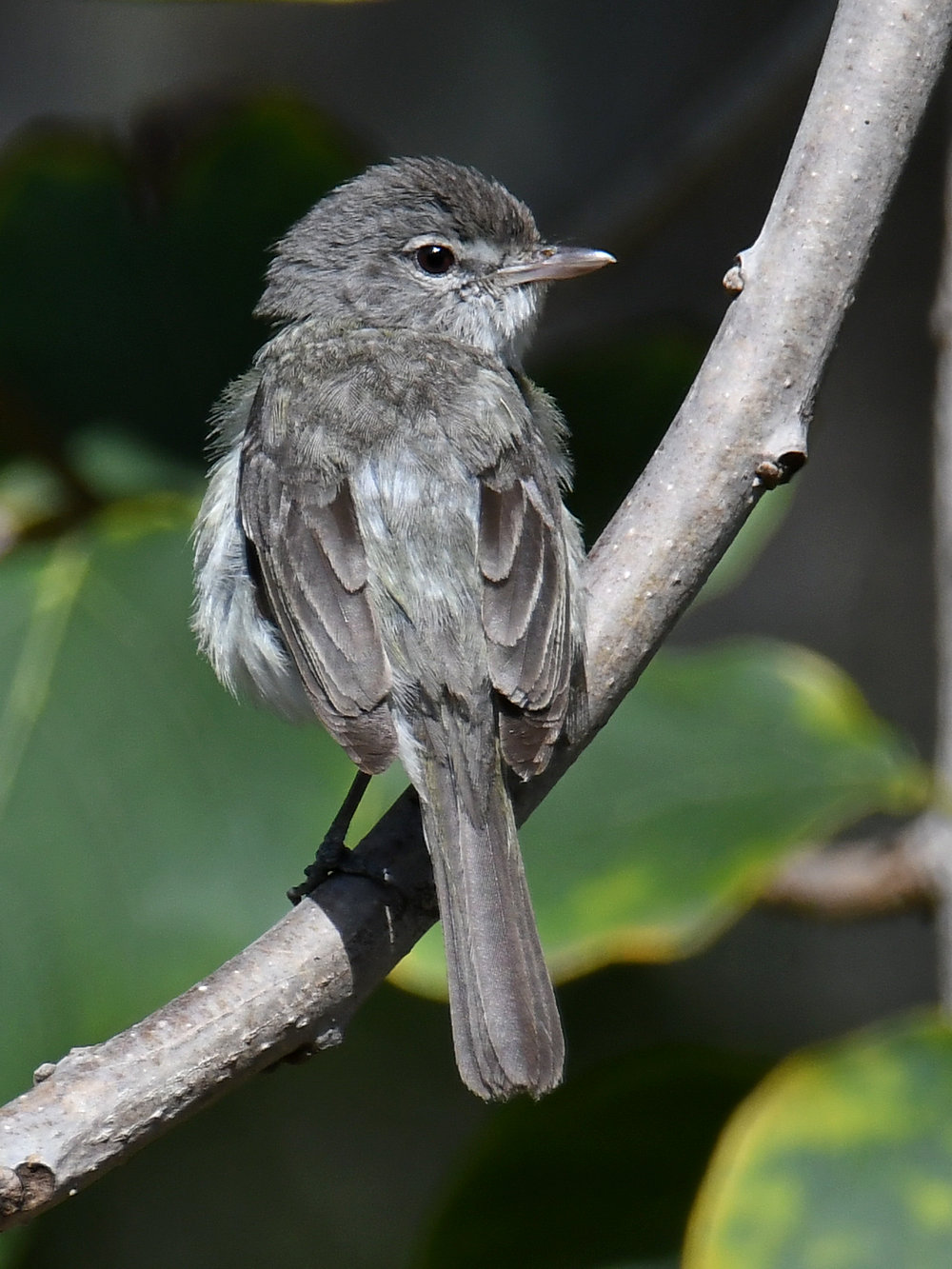 BellsVireo.jpg