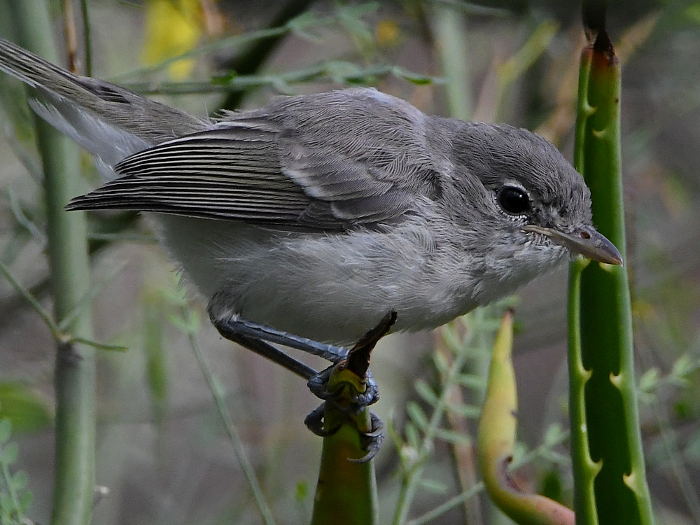 BellsVireo11.jpg