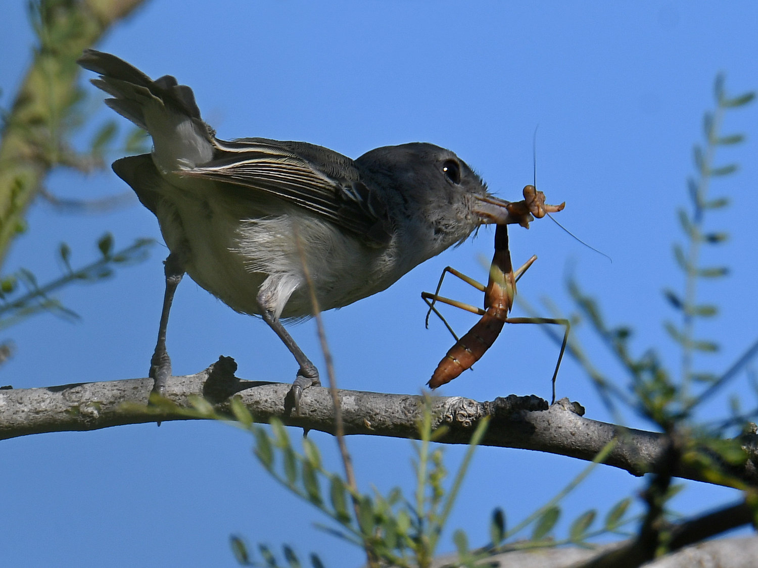 BellsVireo12.jpg