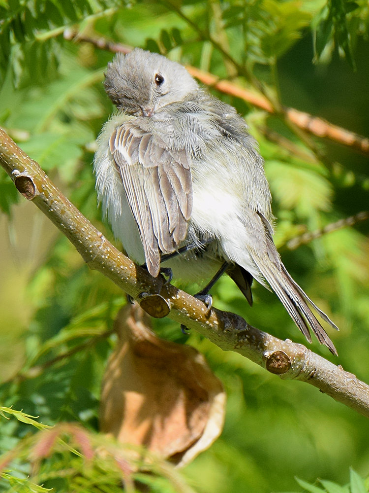 BellsVireo2.jpg