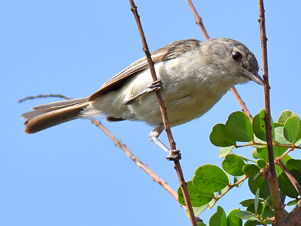 BellsVireo2.jpg