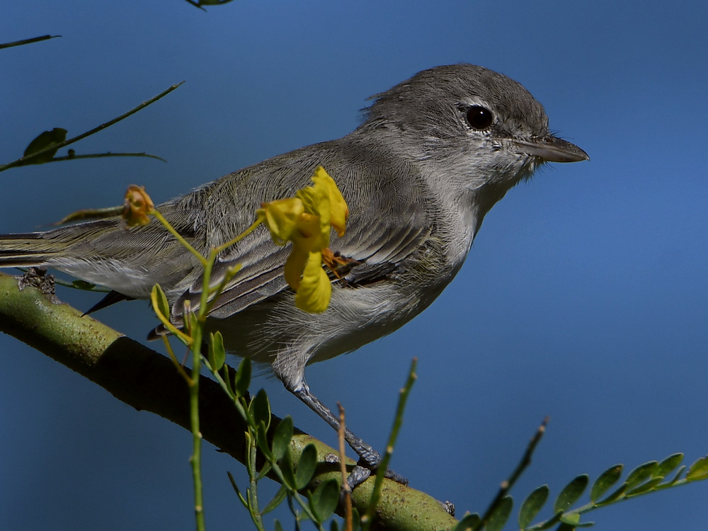 BellsVireo2.jpg