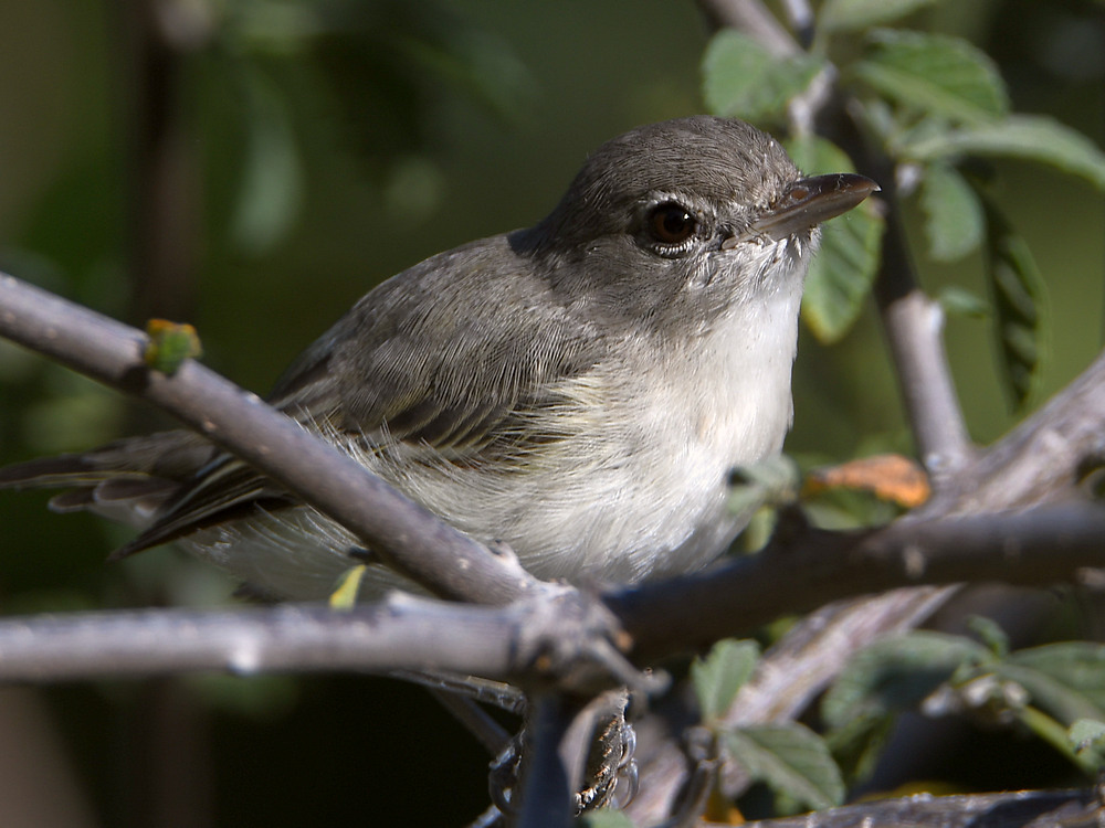 BellsVireo2.jpg