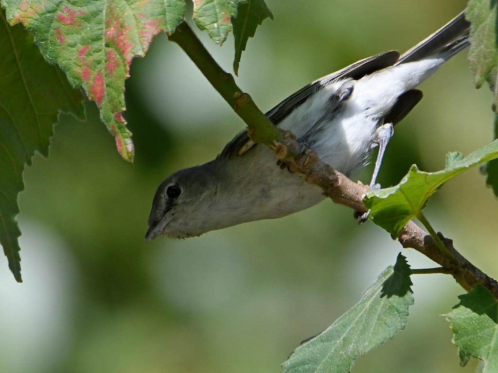 BellsVireo2.jpg
