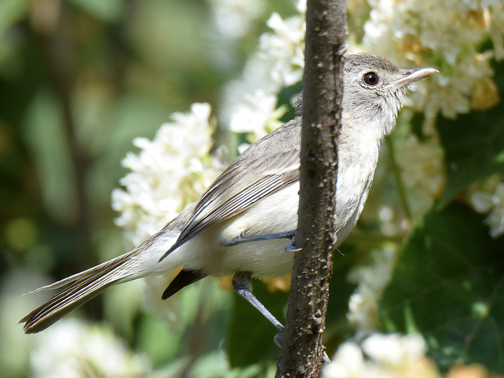 BellsVireo2_2015_06_01.jpg