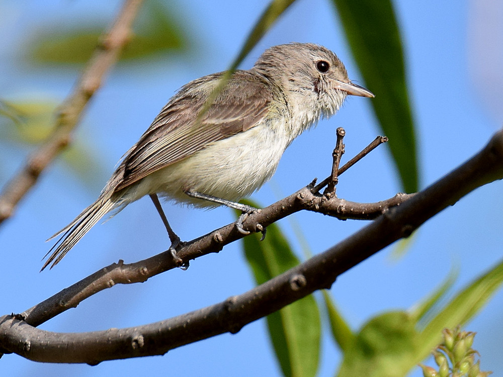 BellsVireo2_2015_06_08.jpg