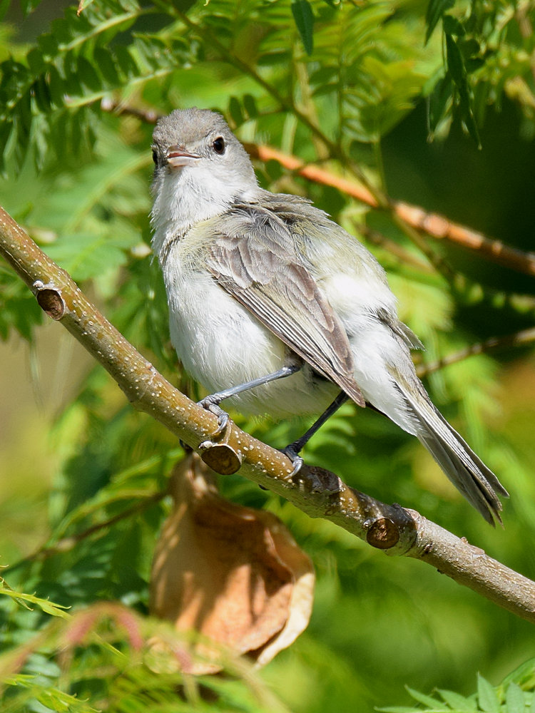 BellsVireo3.jpg