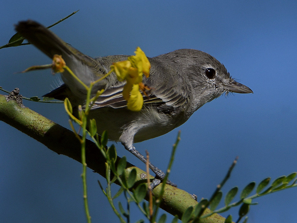 BellsVireo3.jpg
