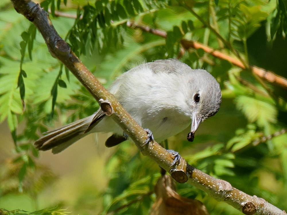 BellsVireo5.jpg