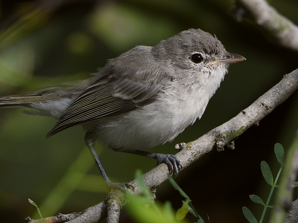 BellsVireo5.jpg