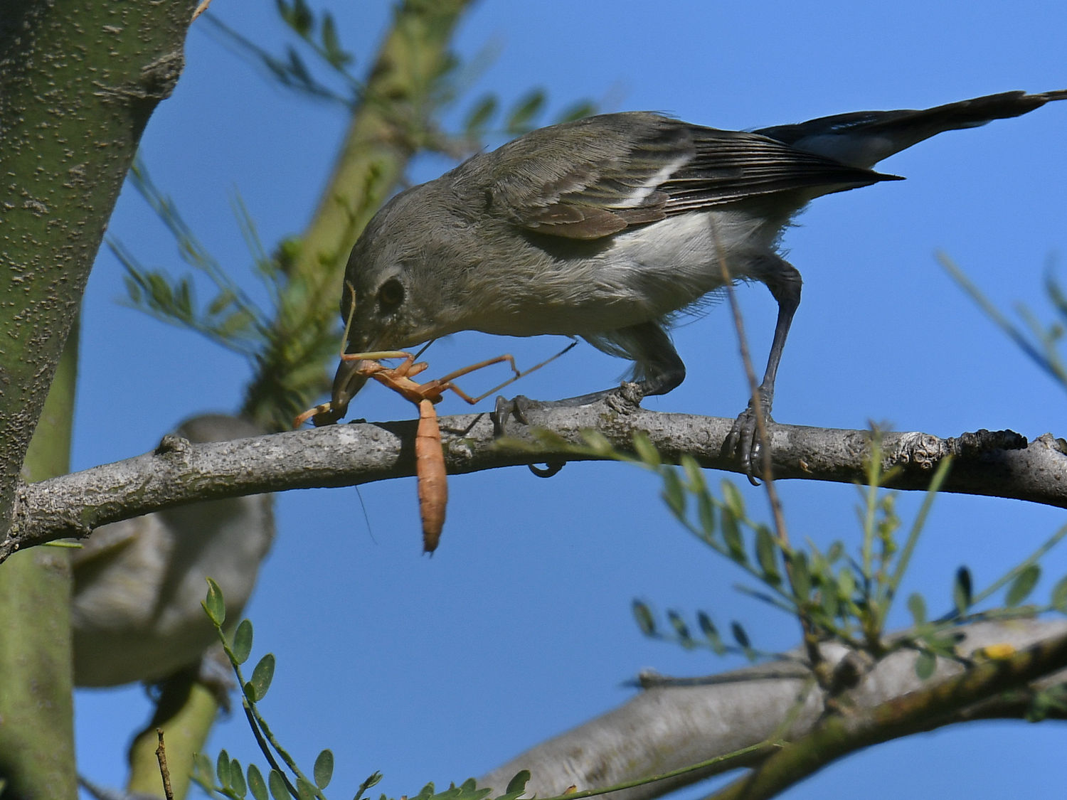 BellsVireo6.jpg