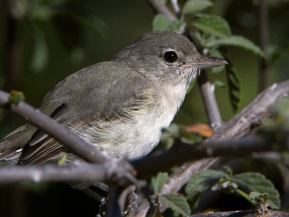 BellsVireo8.jpg