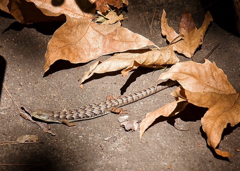 Belly Baking Lizard.jpg
