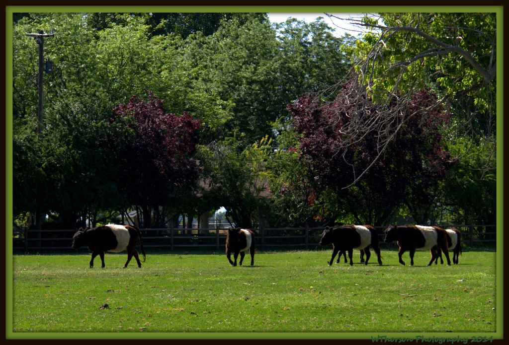 Belted Galloway Cows.jpg