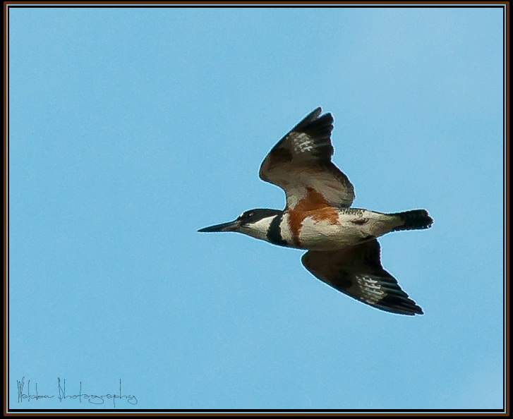 Belted Kingfisher.jpg