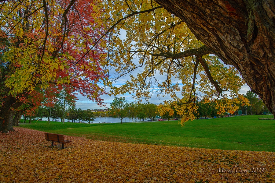bench with trees.jpeg