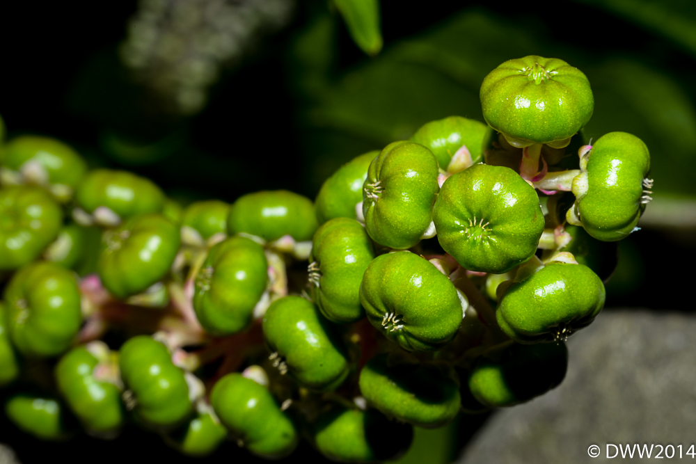Berries (1 of 1).jpg