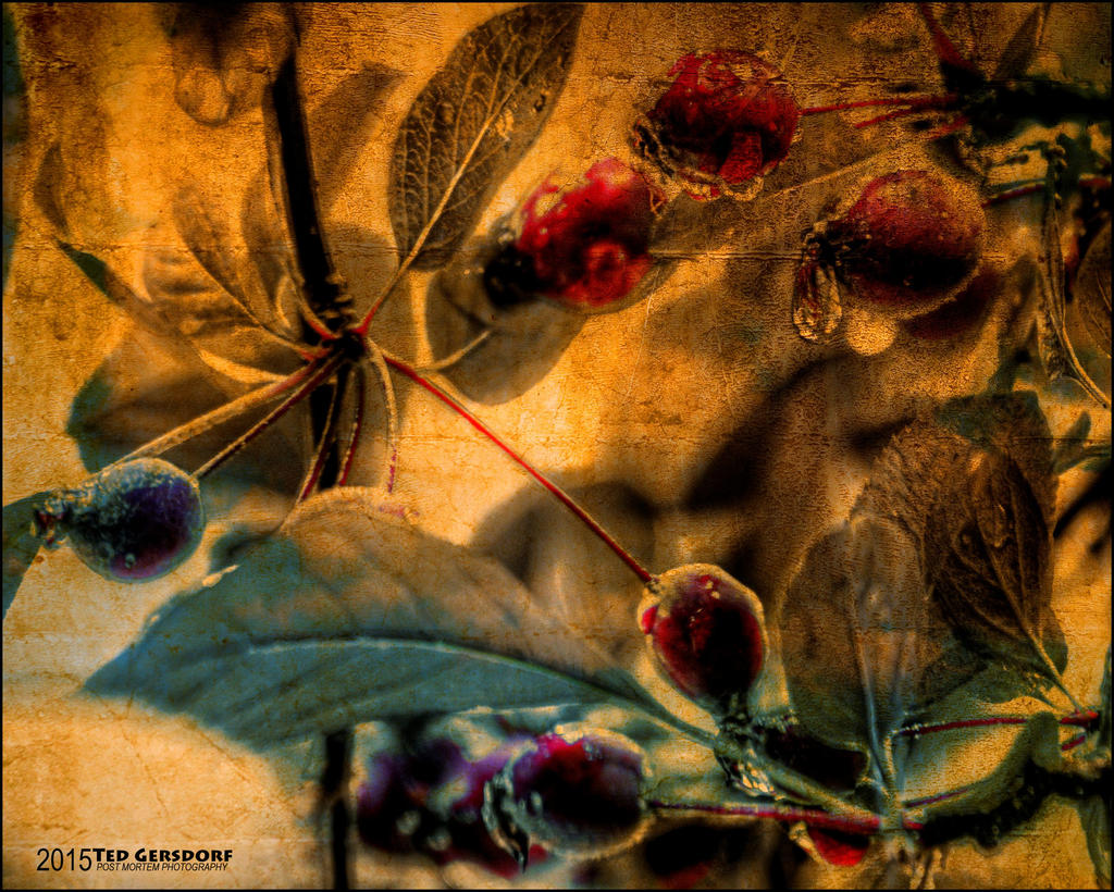 Berries in the Rain Abstract.jpg