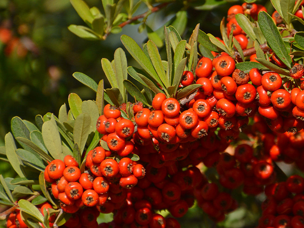 Berries.jpg