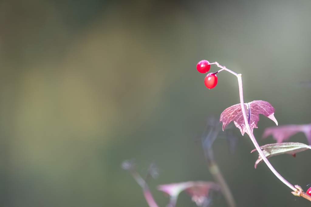 Berries.jpg