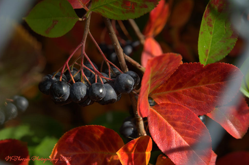 Berries on a Bush 10-15-2016.jpg