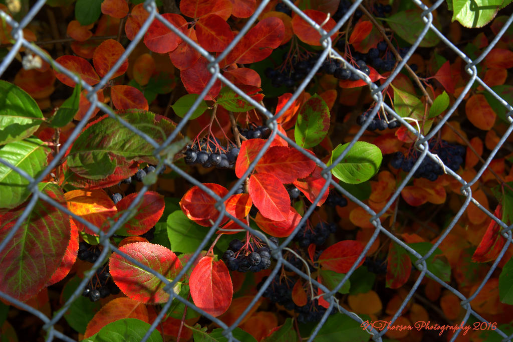 Berries on a Bush  #2 10-15-2016.jpg