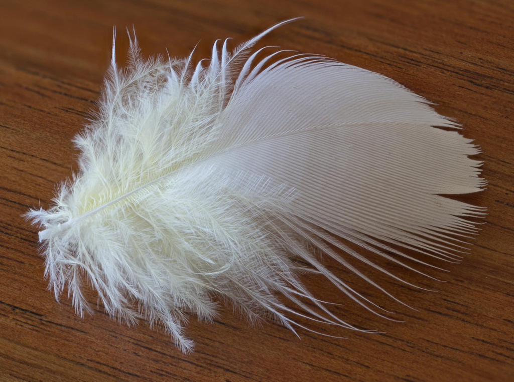 Bertie feather.2..jpg
