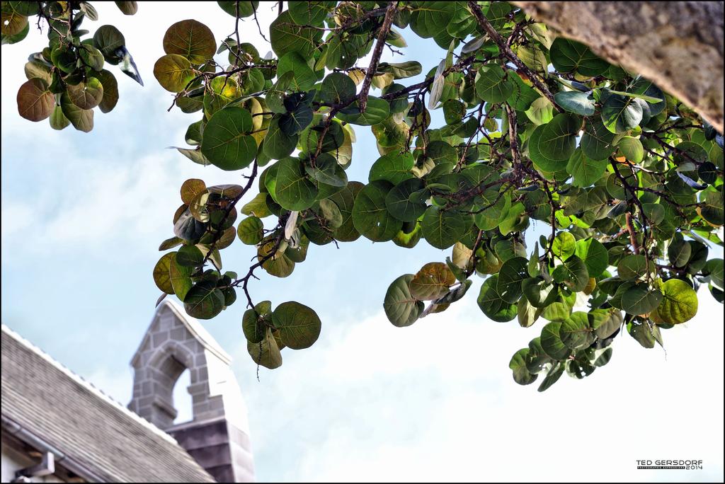 Bethesda Tree 1.jpg