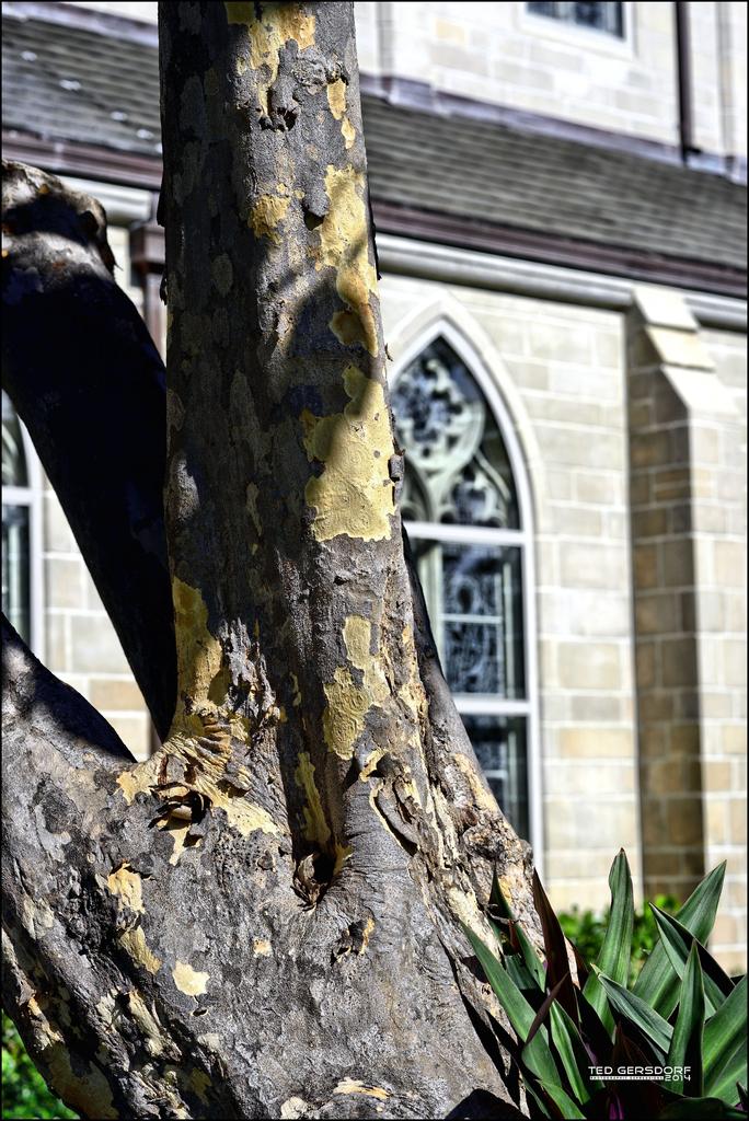 Bethesda Tree 2.jpg