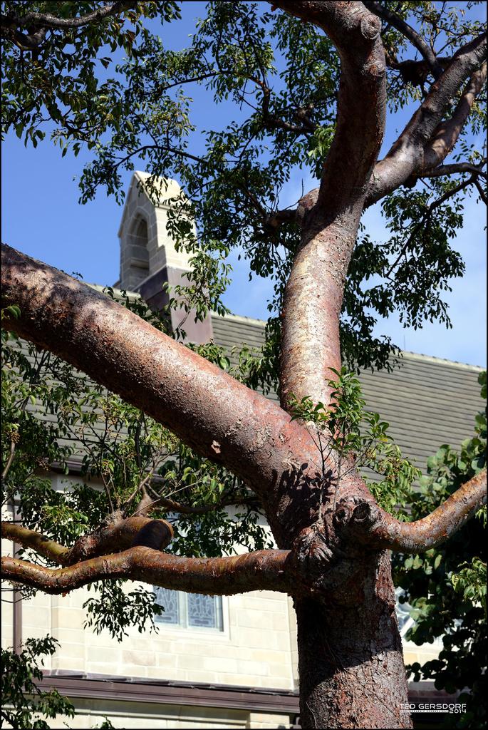 Bethesda Tree 3.jpg