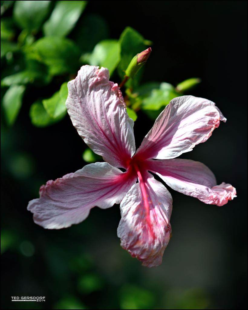 Bethesda Winter Blooms  1.jpg