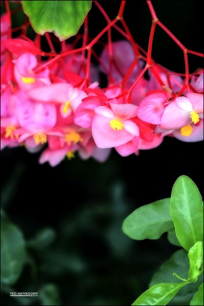 Bethesda Winter Blooms  7.jpg