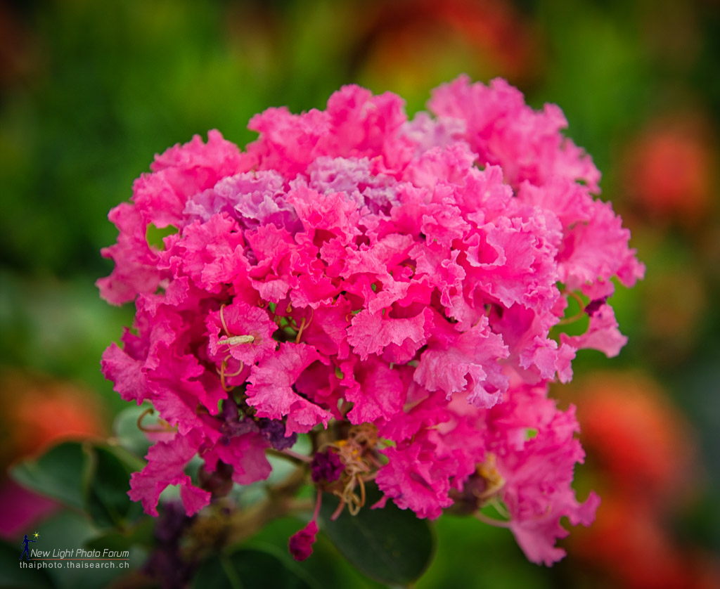 bflower-1.jpg