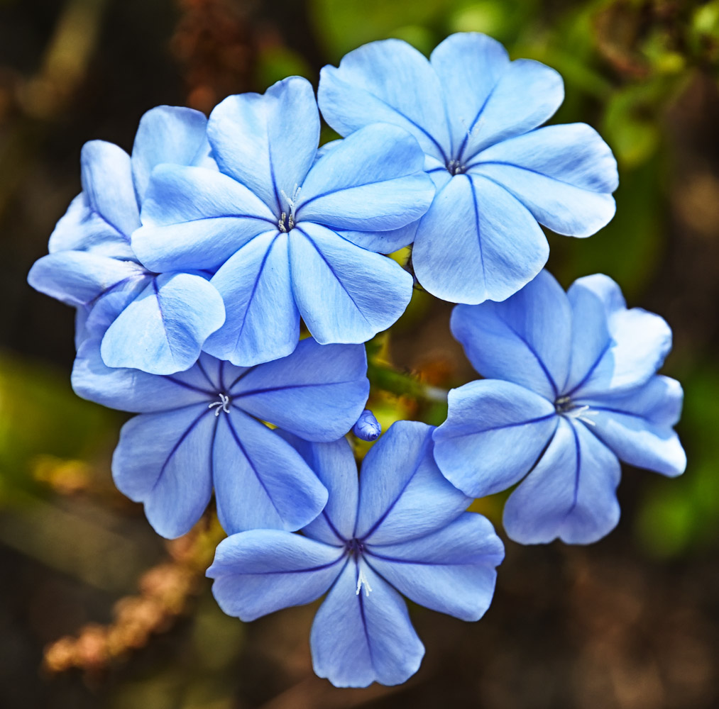 bflower-1.jpg
