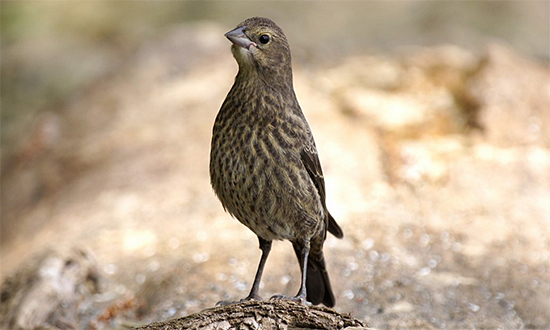 BHCowbird-flipkeat.jpg