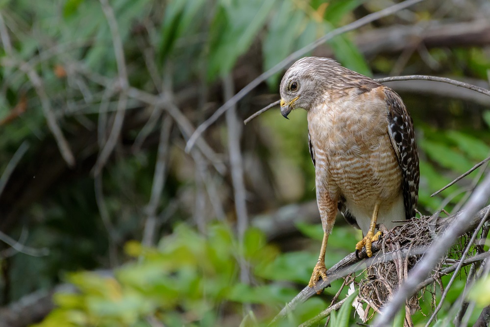 Big Cypress Bend Boardwalk-.jpg