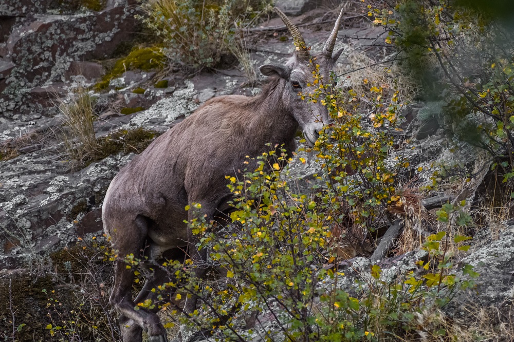 Big Horn Sheep--2.jpg