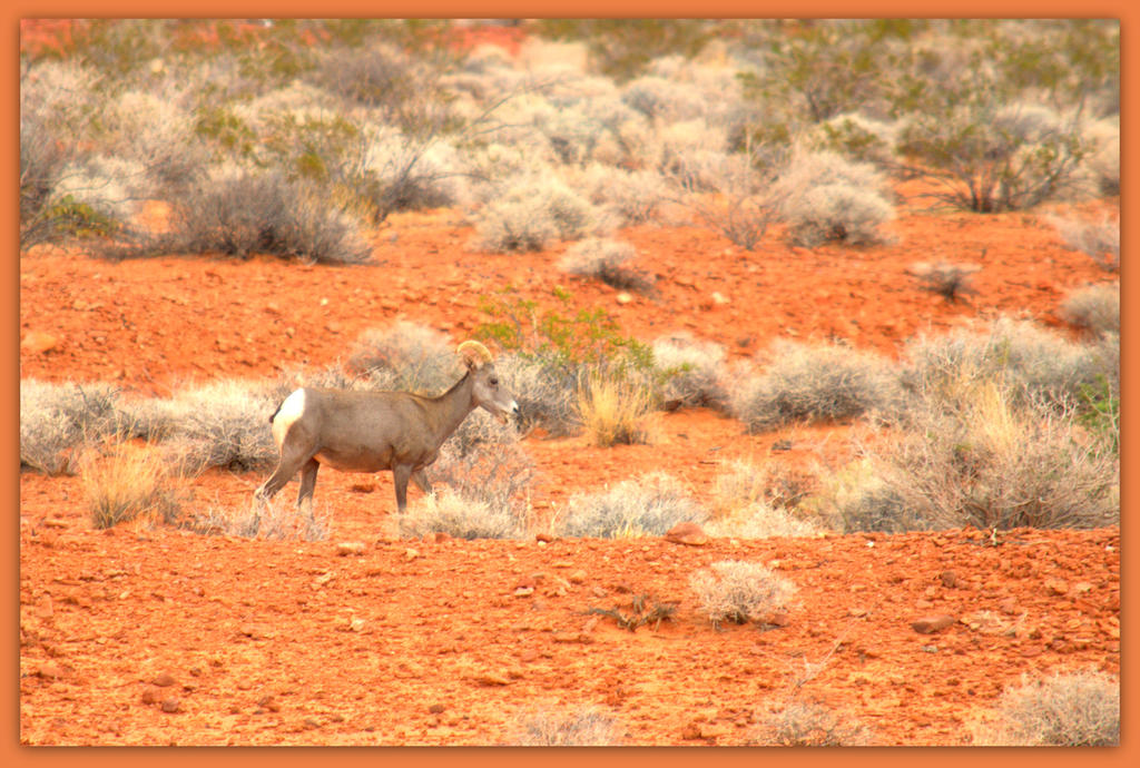 Big Horn Sheep.jpg