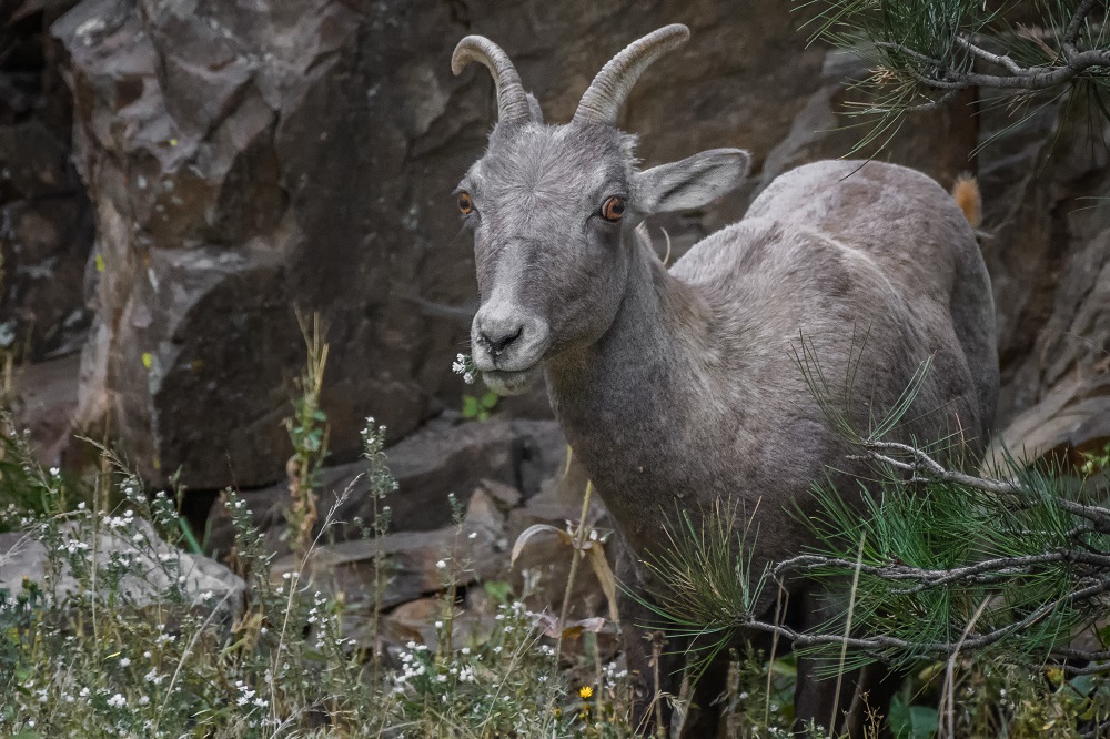 Big Horn Sheep.jpg