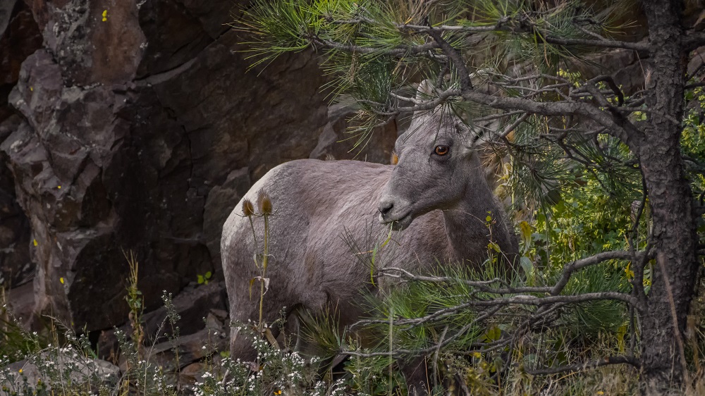 Big Horn Sheep-.jpg