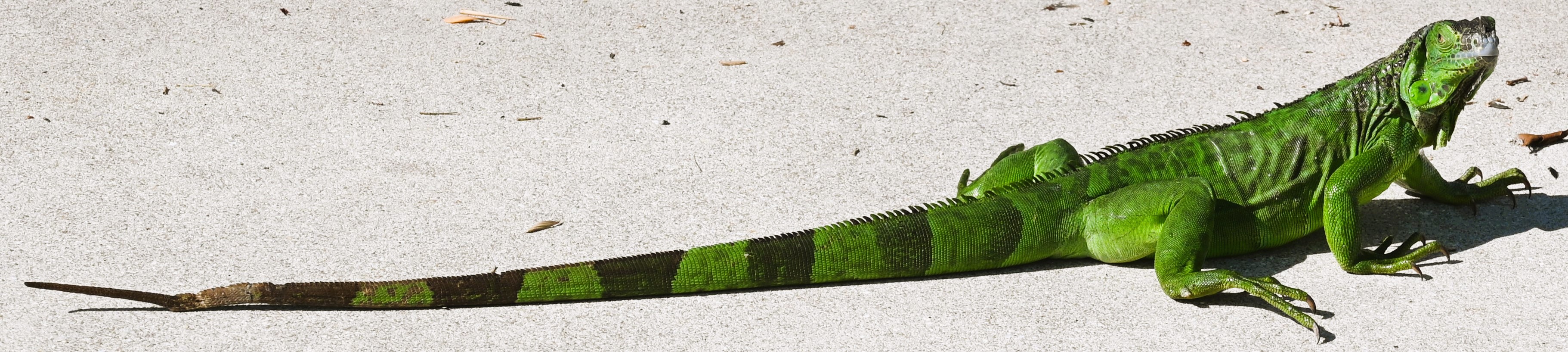 Big Iguana.JPG