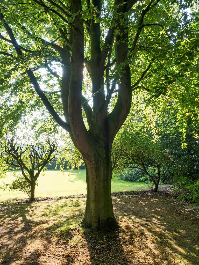 Big-Old-Beech.jpg
