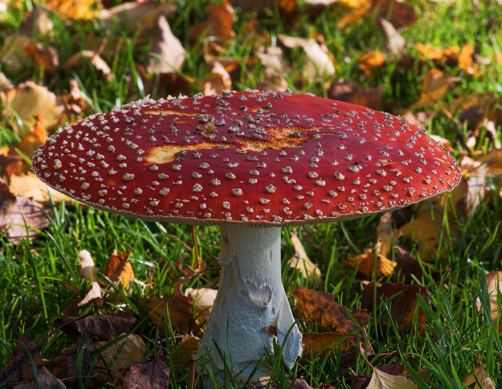 Big-Shroom.jpg