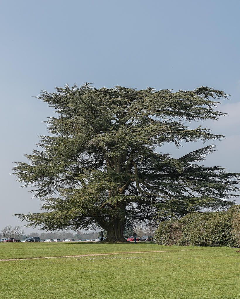 Big Tree.jpg
