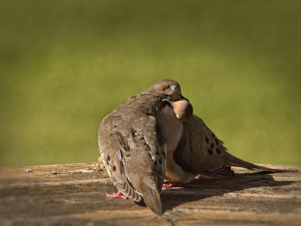bill and coo.jpg