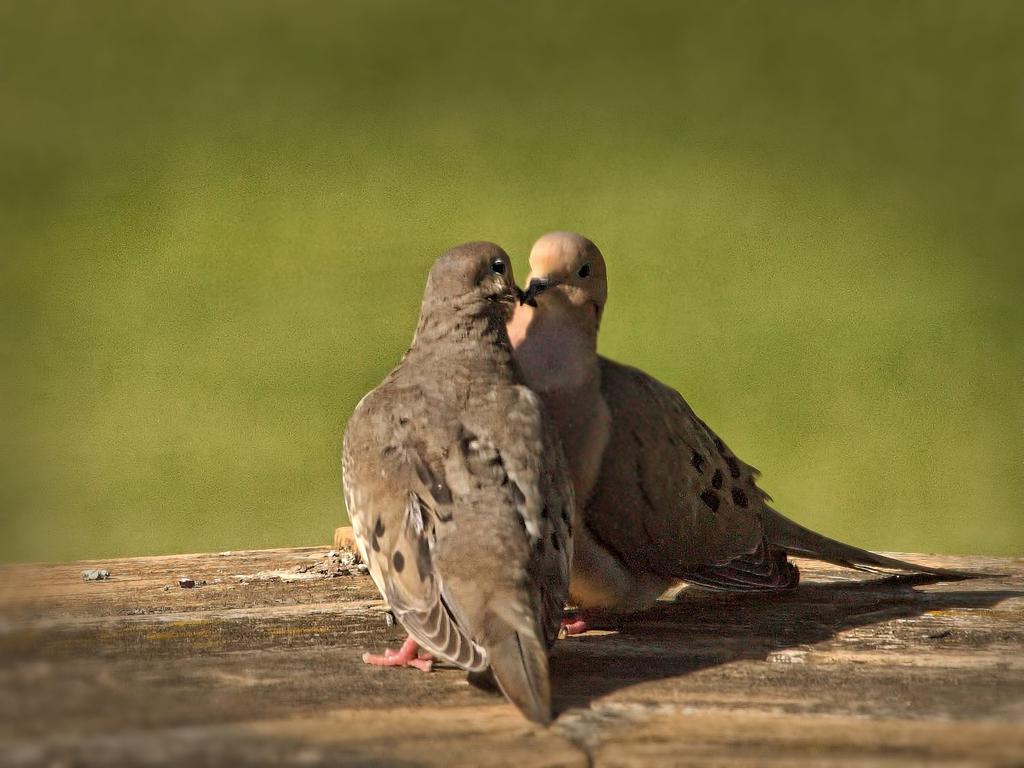 bill n coo.jpg